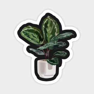 Calathea medallion plant Magnet