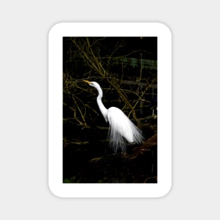 Breeding Great Egret Magnet