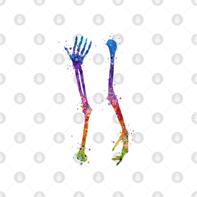 Arm Bones Colorful Watercolor Anatomy by LotusGifts