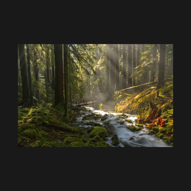 Sol Duc Lightbeams by AdamJewell