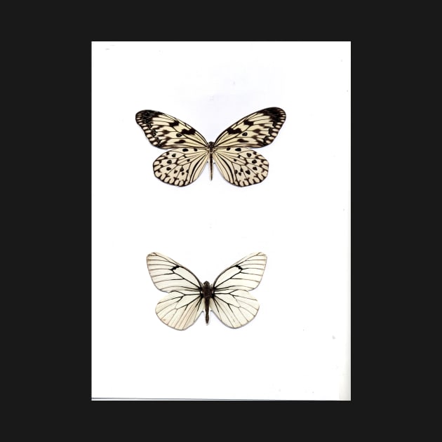 white butterfly butterflies natural history specimen insect, botanical graphic poster print by jacquline8689