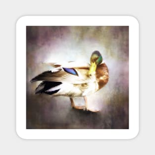 Mallard Duck Magnet