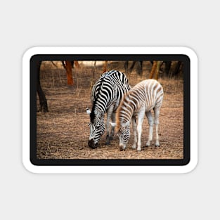 Zebras Magnet