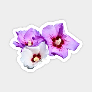 Hibiscus Flowers Magnet