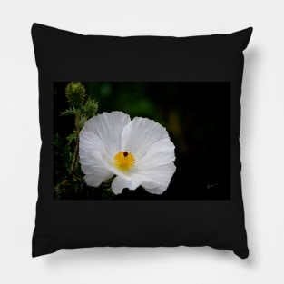 Waiting for You - Mexican Prickly Poppy Pillow