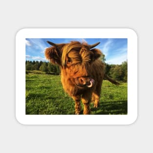 Scottish Highland Cattle Calf 2105 Magnet