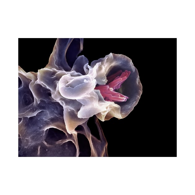 Macrophage engulfing TB bacteria, SEM (C006/6706) by SciencePhoto