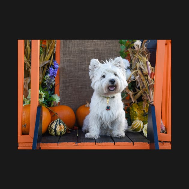 Westie in the pumpkin village by princess-pirate