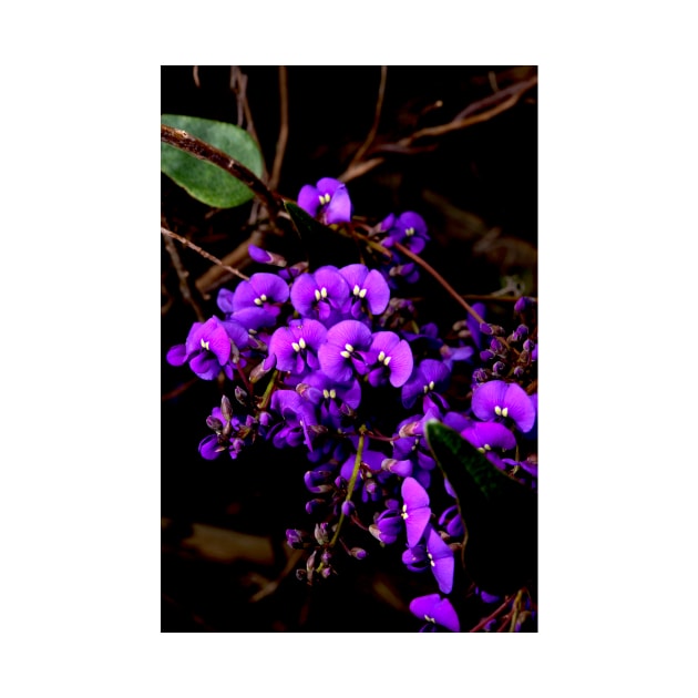 Hardenbergia Violacea - False Sarsaparilla by GP1746