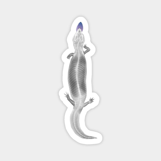 xray Blue tongue skink Magnet by Luilouu
