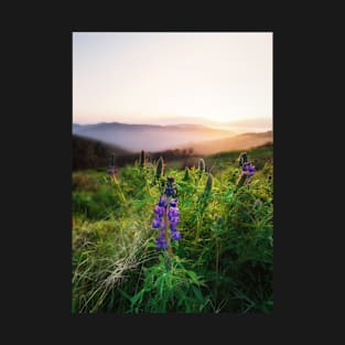 Lupine Blossoms at Sunset T-Shirt