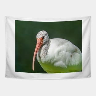 Close up of a black and white Ibis 3 Tapestry