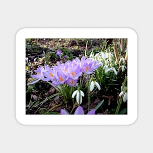 Crocuses with snowdrops Magnet