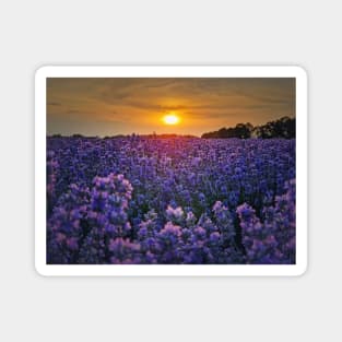 lavender field in sunset beams Magnet