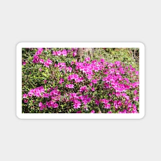 Pink Bushes Magnet