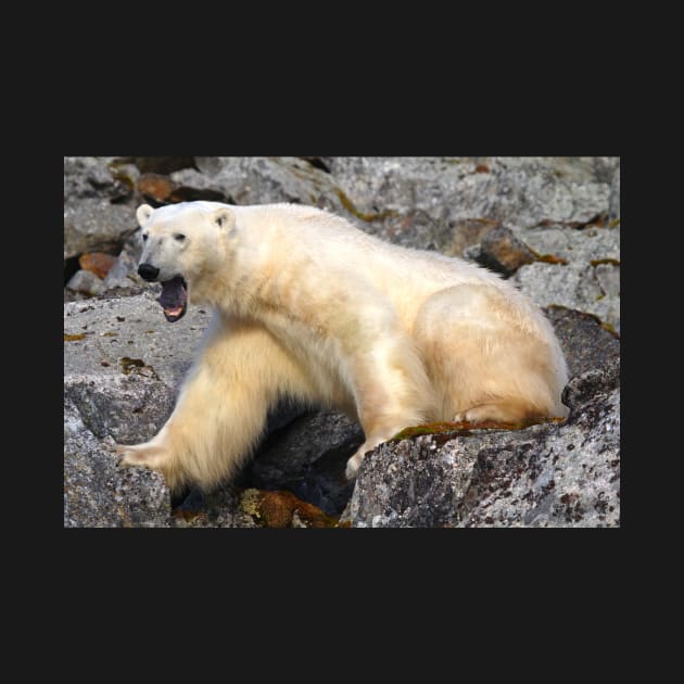 Polar bear in a Spitzberg fjord by mjoncheres