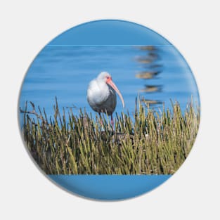 White Ibis At The Edge of Laguna Madre Pin