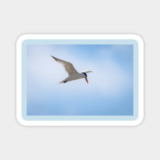 Royal Tern In Flight Magnet