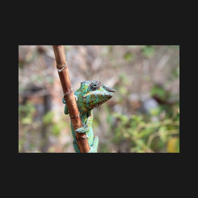 Female panther chameleon, Madagascar by HazelWright