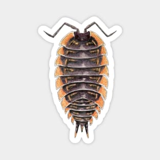 Trachelipus caucasus Isopod Magnet