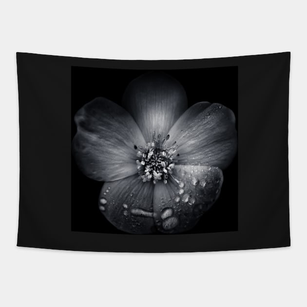 Backyard Flowers In Black And White 30 Tapestry by learningcurveca