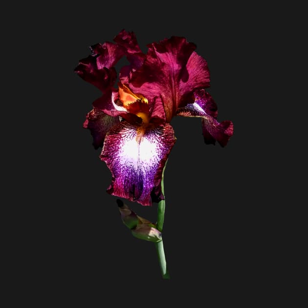 Irises - Iris Splash O' Wine by SusanSavad