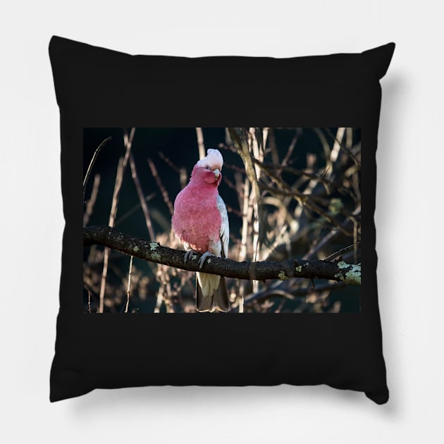 Galah Pillow by DeborahMcGrath