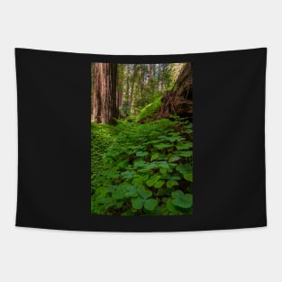 Redwood Sorrel in the Forest Tapestry