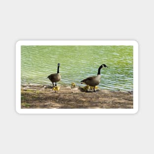 Canada Goose Family With Their Goslings Magnet