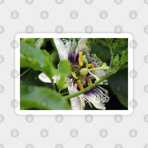 Passion Flower Closeup Magnet by ButterflyInTheAttic