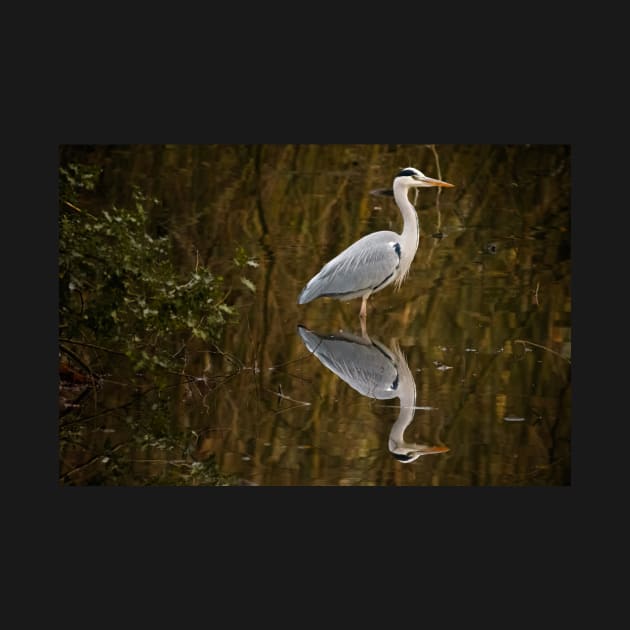 Great Blue Heron by Z Snapper