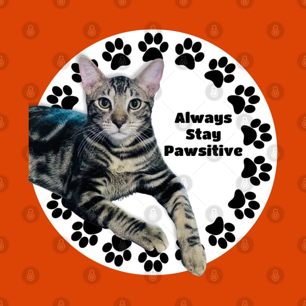 Always Stay Positive Grey Cat by Long-N-Short-Shop