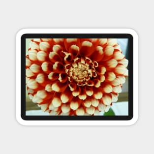 Dahlia #2 Magnet