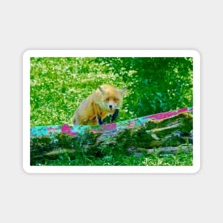 Fox the Leap / Swiss Artwork Photography Magnet