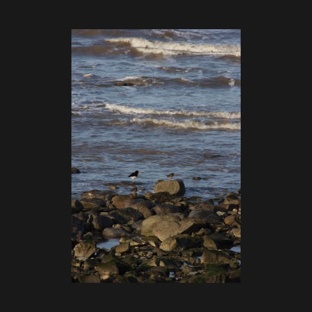 Oyster Catchers by Colin-Bentham