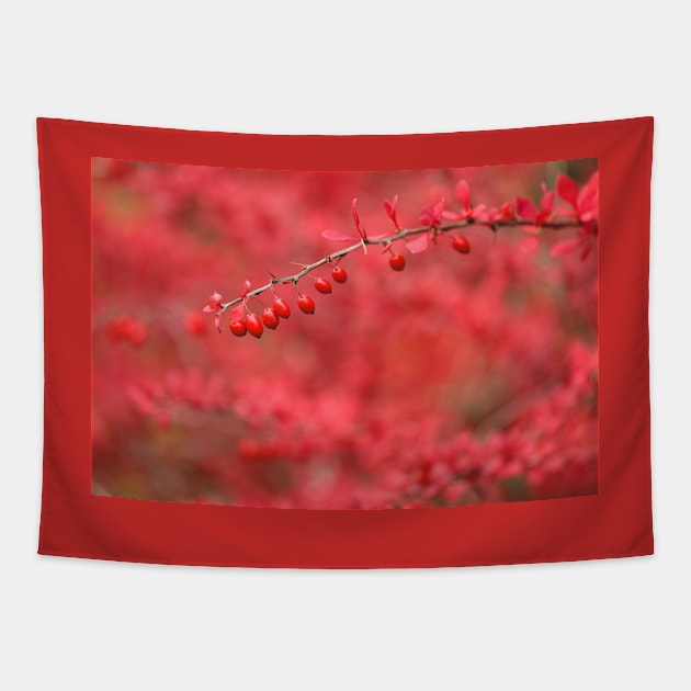 Close-up of red barberry Tapestry by Juhku