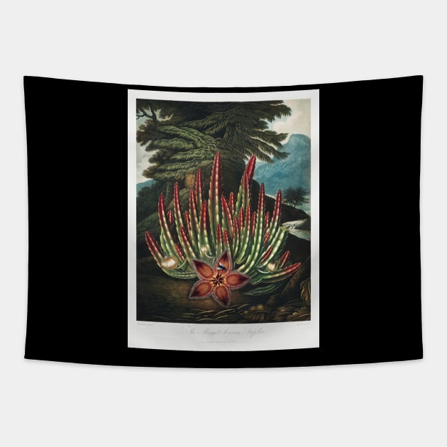 The maggot bearing Stapelia Tapestry by Cleopsys