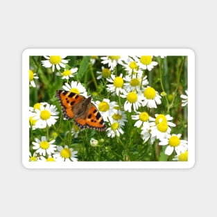 Mayweed Forager Magnet