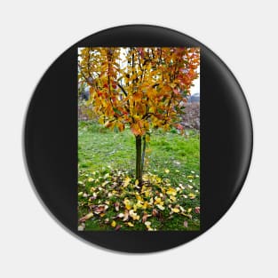 Apple tree in the autumn Pin