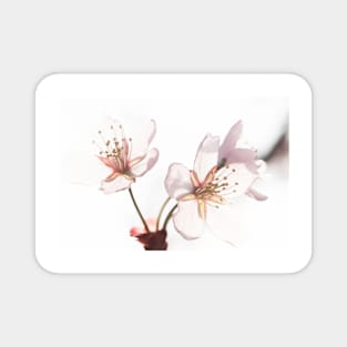 Cherry Blossom Magnet