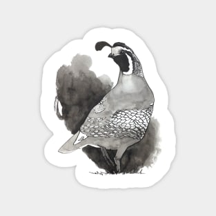 California Quail Ink Drawing Design Magnet