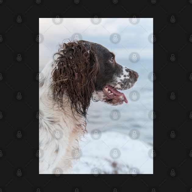 English Springer Spaniel looking out to Sea by Robert john