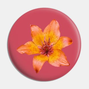 Orange Tone Lily Flower Isolated Pin