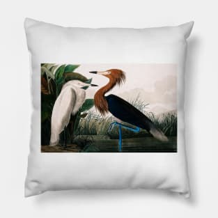 Bird of America  Bird, bird lover, america, beautiful  Public domain painting by John James Audubon Pillow