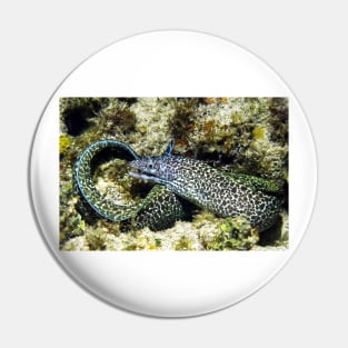 Spotted Moray Eel along the Coral Reef in the Caribbean Pin