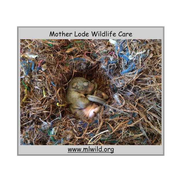 Baby Squirrel by mlwildlifecare