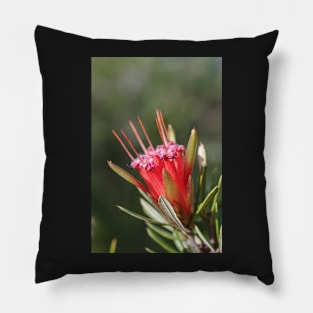 Mountain Devil Flower. Lambertia Formosa Pillow