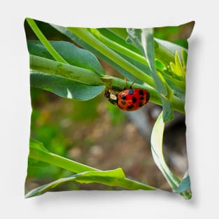 Hungry Hungry Ladybug Pillow