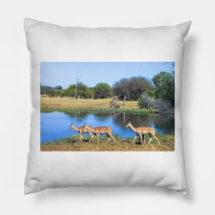 Impalas with Bush Buck in Botswana, Africa Pillow