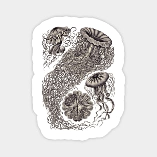 Ernst Haeckel  Jellyfish Aubergine Magnet